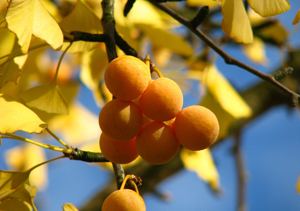 Wildlife Appeal and Year-Round Interest. Wildlife Appeal and Year-Round Interest.