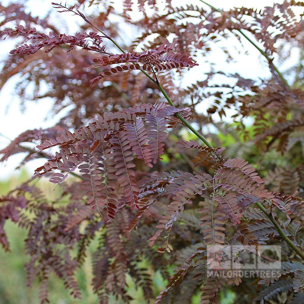 A close-up of dark red, intricately patterned leaves of the Gleditsia Ruby Lace - Honey Locust Tree, set against a blurred natural background.