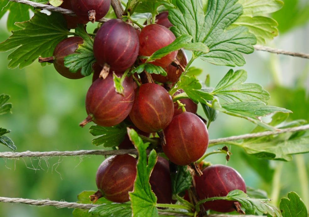 Easy to Grow and Manage. Easy to Grow and Manage.