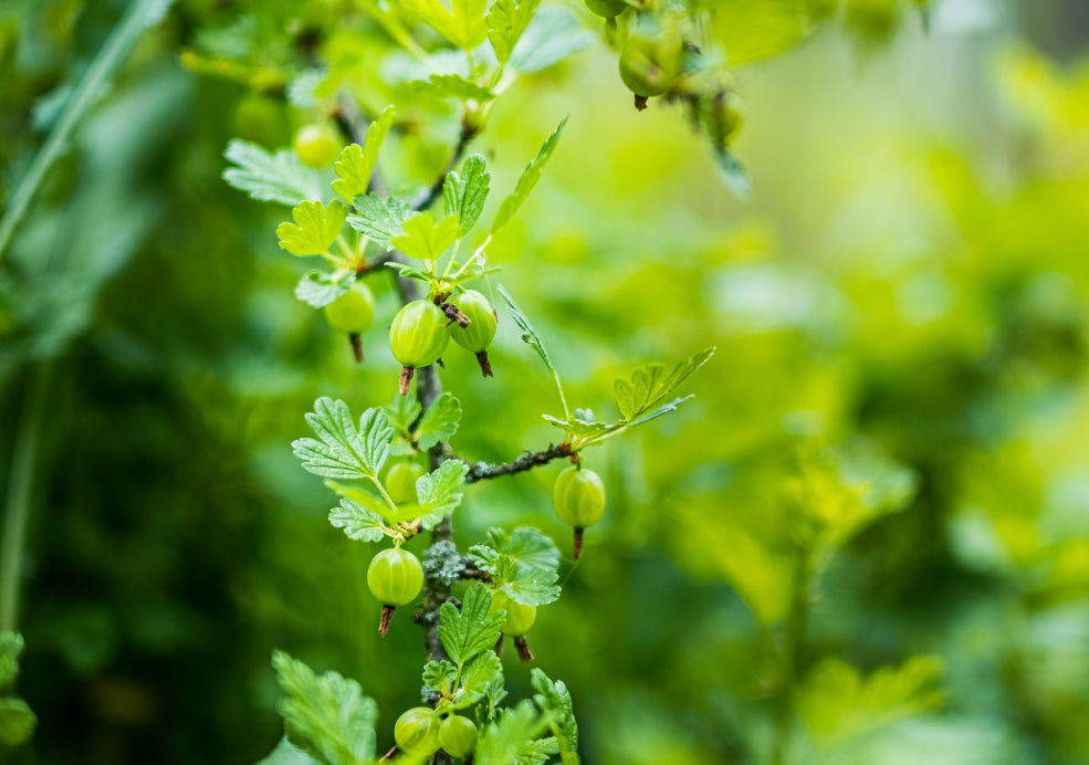 Gooseberries: A Classic Choice for the Home Garden. Gooseberries: A Classic Choice for the Home Garden.