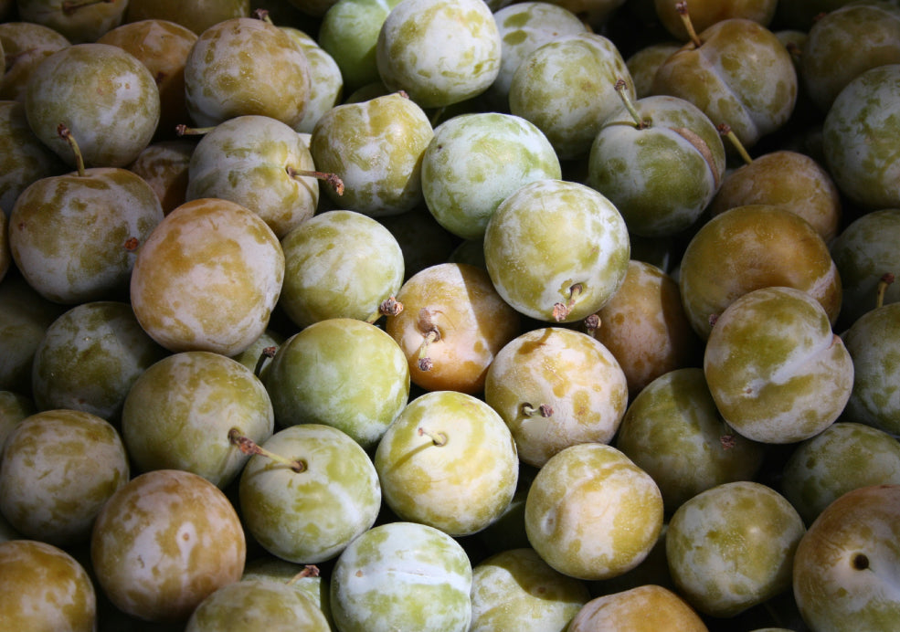 A Harvest of Sweet and Juicy Fruits. A Harvest of Sweet and Juicy Fruits.
