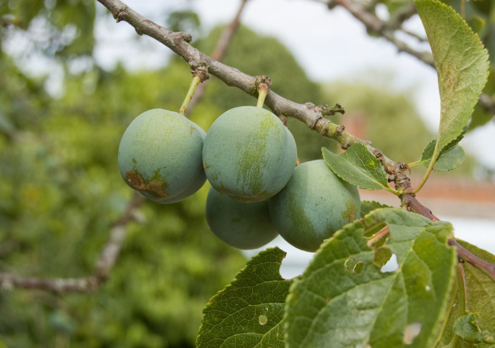 Greengage Trees: A Classic Choice for Fruit Lovers. Greengage Trees: A Classic Choice for Fruit Lovers.