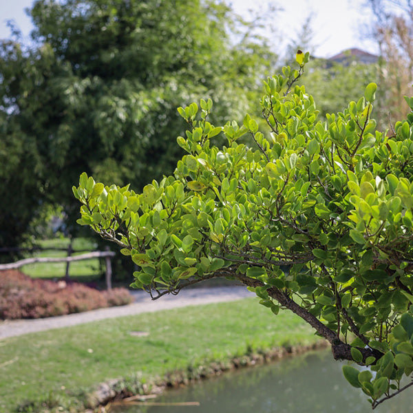 Griselinia littoralis