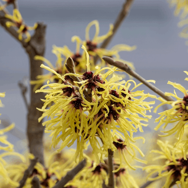 A close-up of Hamamelis 'Arnold Promise' - Witch Hazel, showcasing its bright yellow, ribbon-like petals on a branch against a blurred background, adds beauty to the winter landscape.