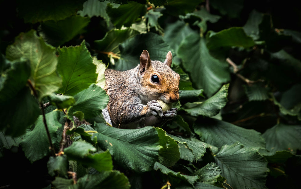 Hardy, Low-Maintenance, and Perfect for Wildlife. Hardy, Low-Maintenance, and Perfect for Wildlife.