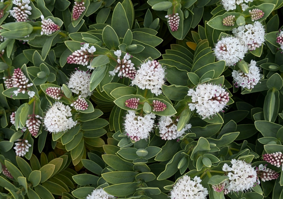 Low Maintenance and a Friend to Pollinators. Low Maintenance and a Friend to Pollinators.