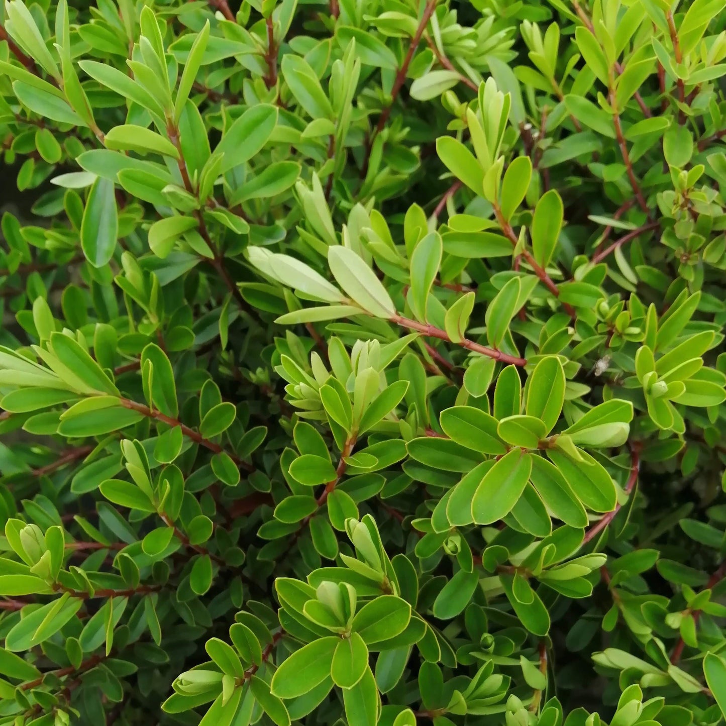 A close-up of Hebe Beverly Hills showcases dense green foliage with small oval leaves, reddish stems, and violet flowers, adding charm to this compact evergreen shrub in early summer.