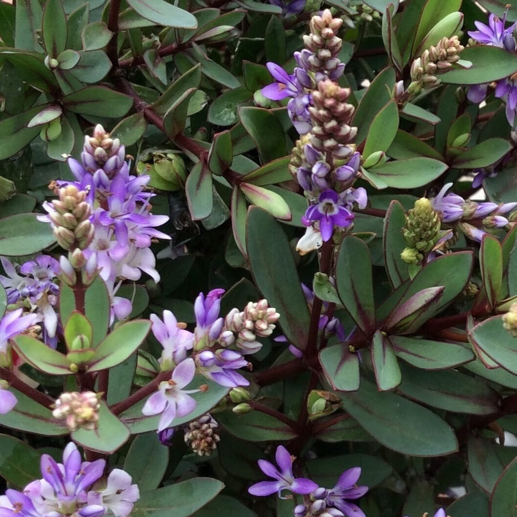 The Hebe Caledonia is a compact evergreen shrub with green leaves and light violet blooms, showcasing purple and white flowers that flourish beautifully in the summer.