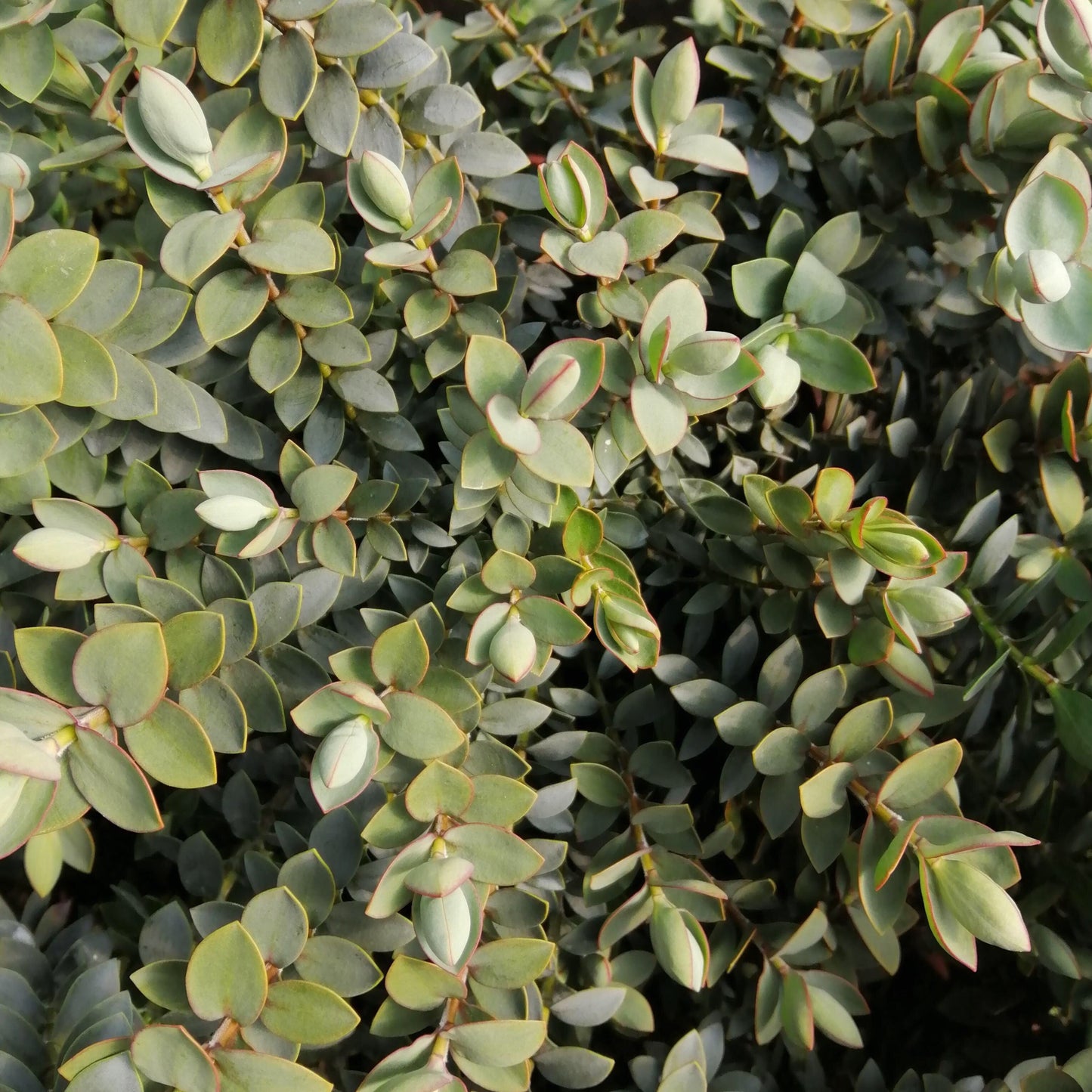 The Hebe Clear Skies shrub, a dense evergreen cluster with green leaves featuring rounded edges and subtle red margins, pairs harmoniously with silvery blue foliage.