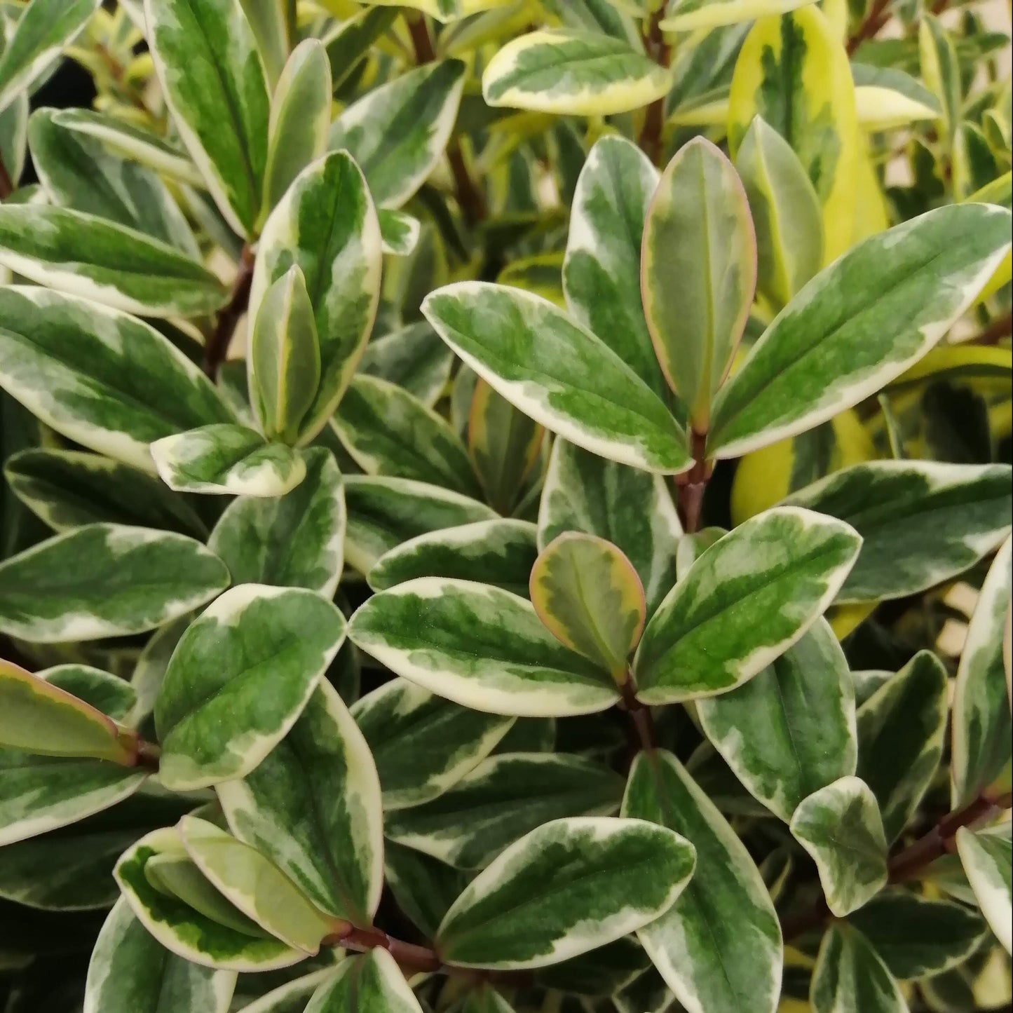 Close-up of Hebe Franciscana Variegatas lush green leaves with white edges, showcasing the vibrant and healthy look typical of this bushy shrub.