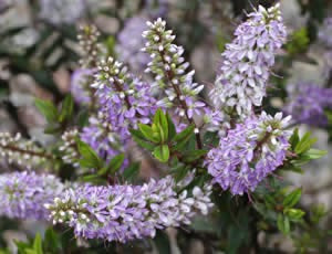 Hebe Purple Princess Hebe Purple Princess