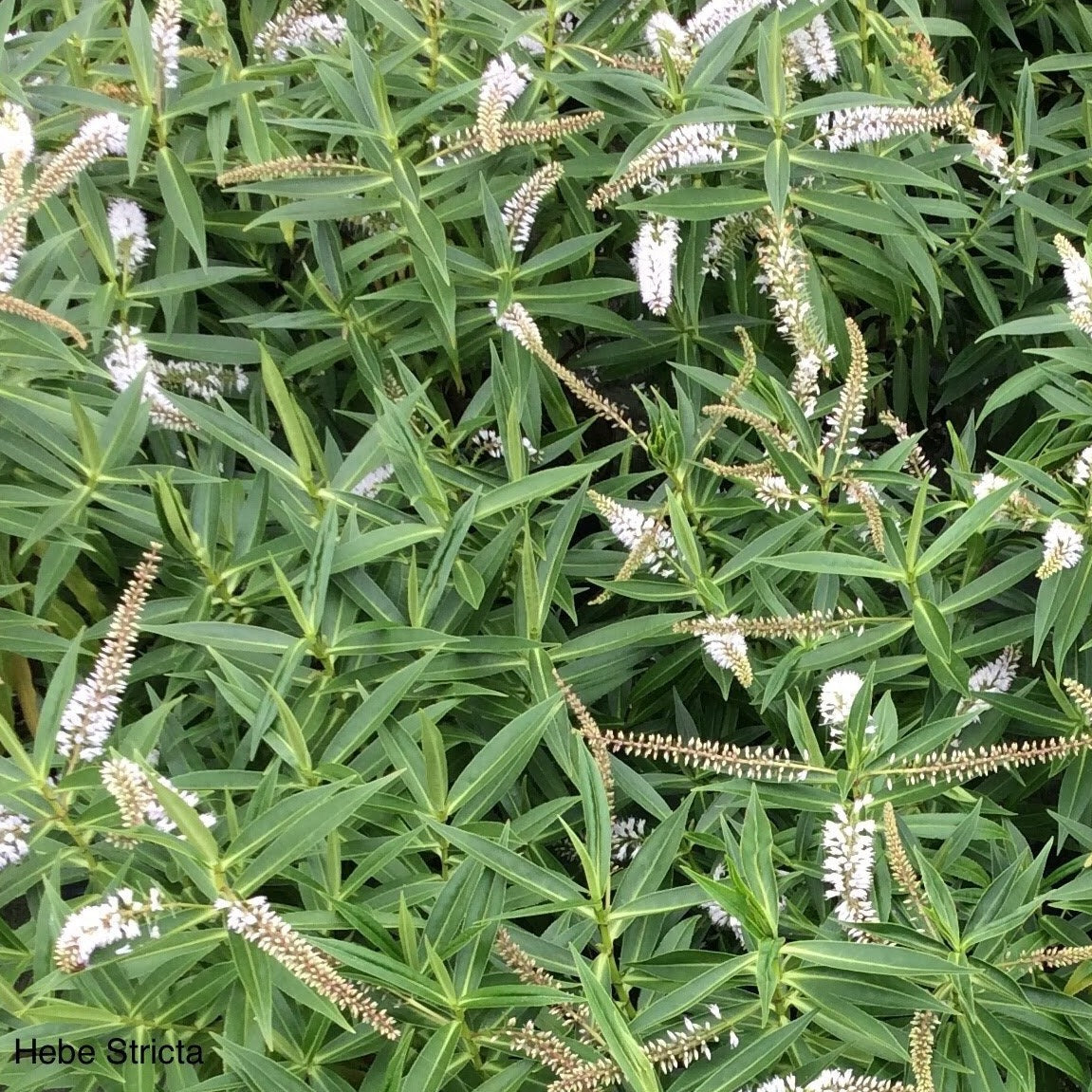 The Hebe Stricta evergreen shrub features narrow green leaves and clusters of delicate white flowers.