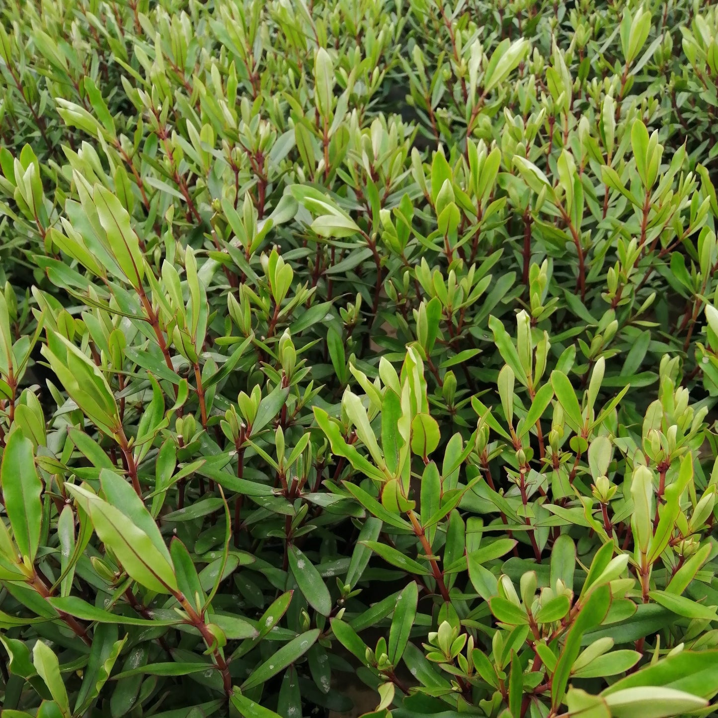 The Hebe Wiri Charm, with its dense green foliage, slender leaves, reddish stems, and delicate blue flowers, creates an enchanting scene.