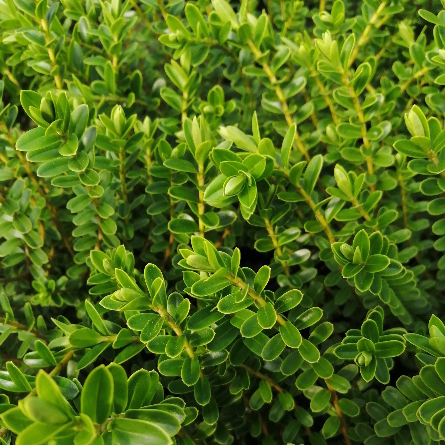 The Hebe Wiri Cloud is a dwarf evergreen shrub with dense green foliage and small, oval leaves on upright stems. It boasts charming shell pink flowers, reaching 60 cm in height and spread, making it ideal for adding vibrant color to your garden.