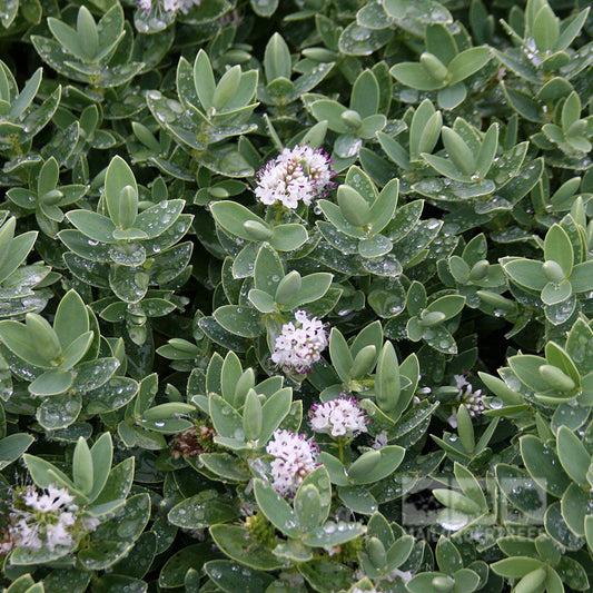Hebe albicans - Shrubby Veronica Hebe albicans - Shrubby Veronica
