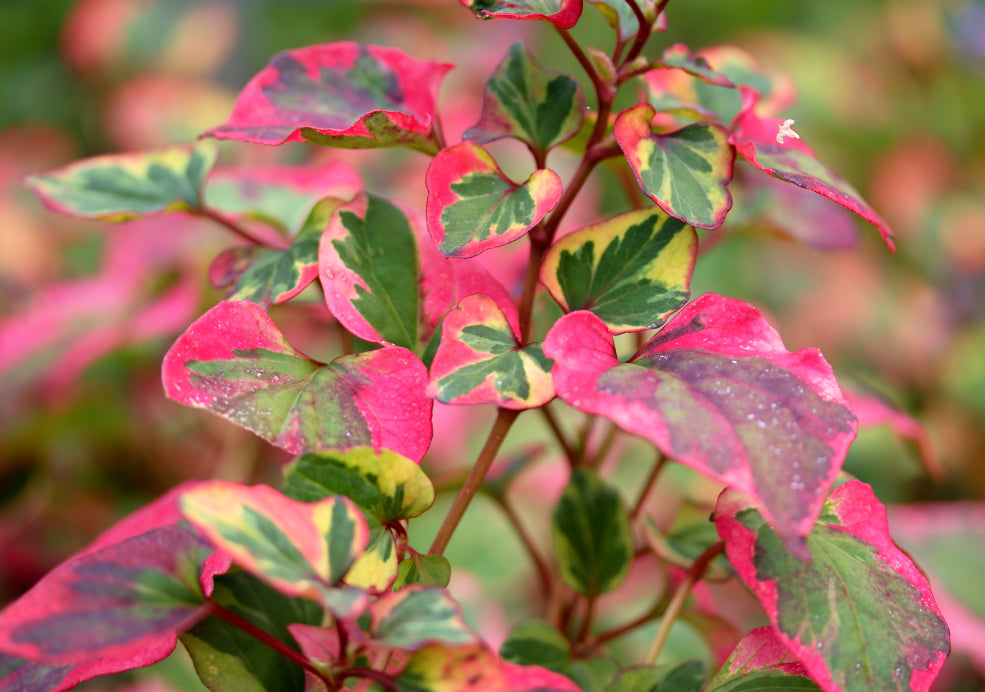 Houttuynia: A Bold Splash of Colour and Texture. Houttuynia: A Bold Splash of Colour and Texture.