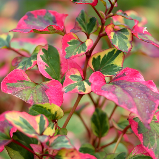 Houttuynia cordata 'Chameleon' Houttuynia cordata 'Chameleon'
