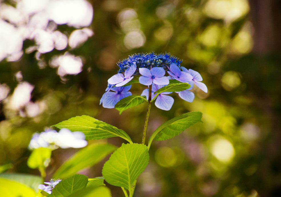 Hydrangea: A Spectacular Show of Colour. Hydrangea: A Spectacular Show of Colour.