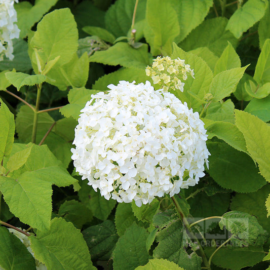Hydrangea arborescens Annabelle - Sevenbark Hydrangea arborescens Annabelle - Sevenbark