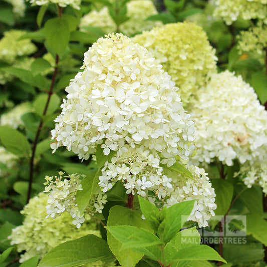 Hydrangea paniculata Limelight - Hydrangea Hydrangea paniculata Limelight - Hydrangea