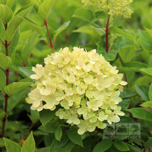 Hydrangea paniculata Little Lime - Hydrangea Hydrangea paniculata Little Lime - Hydrangea