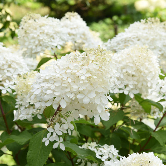 Hydrangea paniculata Phantom - Hydrangea Hydrangea paniculata Phantom - Hydrangea