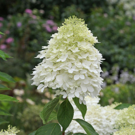 Hydrangea paniculata Phantom - Hydrangea Hydrangea paniculata Phantom - Hydrangea