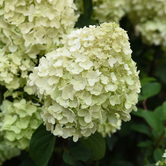 Hydrangea paniculata Silver Dollar - Hydrangea Hydrangea paniculata Silver Dollar - Hydrangea
