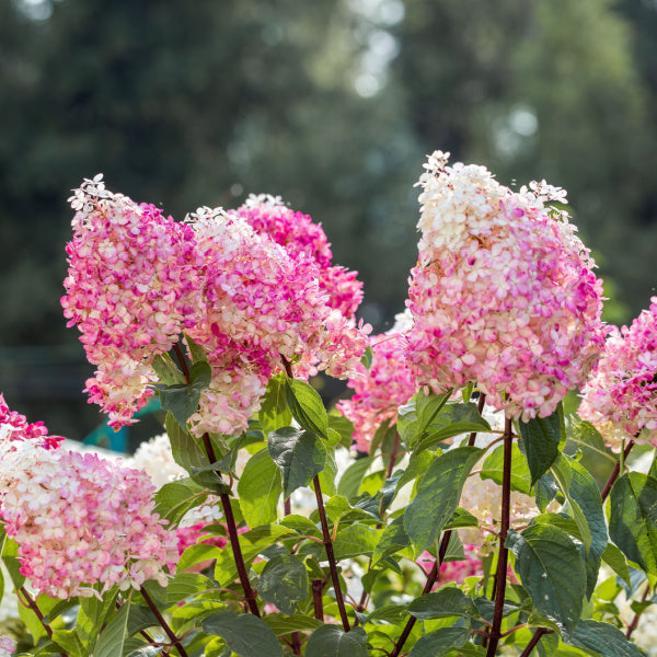 The Hydrangea paniculata Vanille Fraise - Hydrangea Renhy blooms in pink and white with large flowers and lush green foliage. Ideal for cut flowers, these striking blossoms elegantly enhance any garden or bouquet.