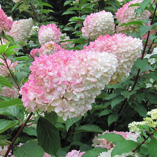 Hydrangea paniculata Vanille Fraise - Hydrangea Renhy Hydrangea paniculata Vanille Fraise - Hydrangea Renhy