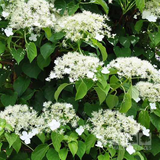 Hydrangea petiolaris - Climbing Hydrangea Hydrangea petiolaris - Climbing Hydrangea