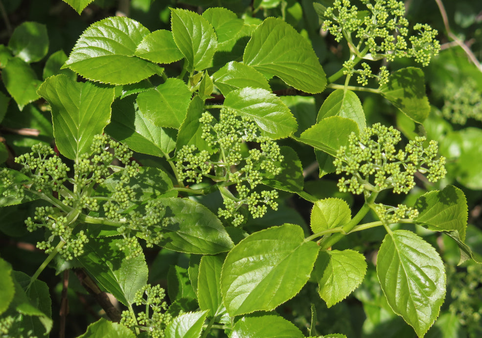 Low Maintenance and Suited to Shade. Low Maintenance and Suited to Shade.