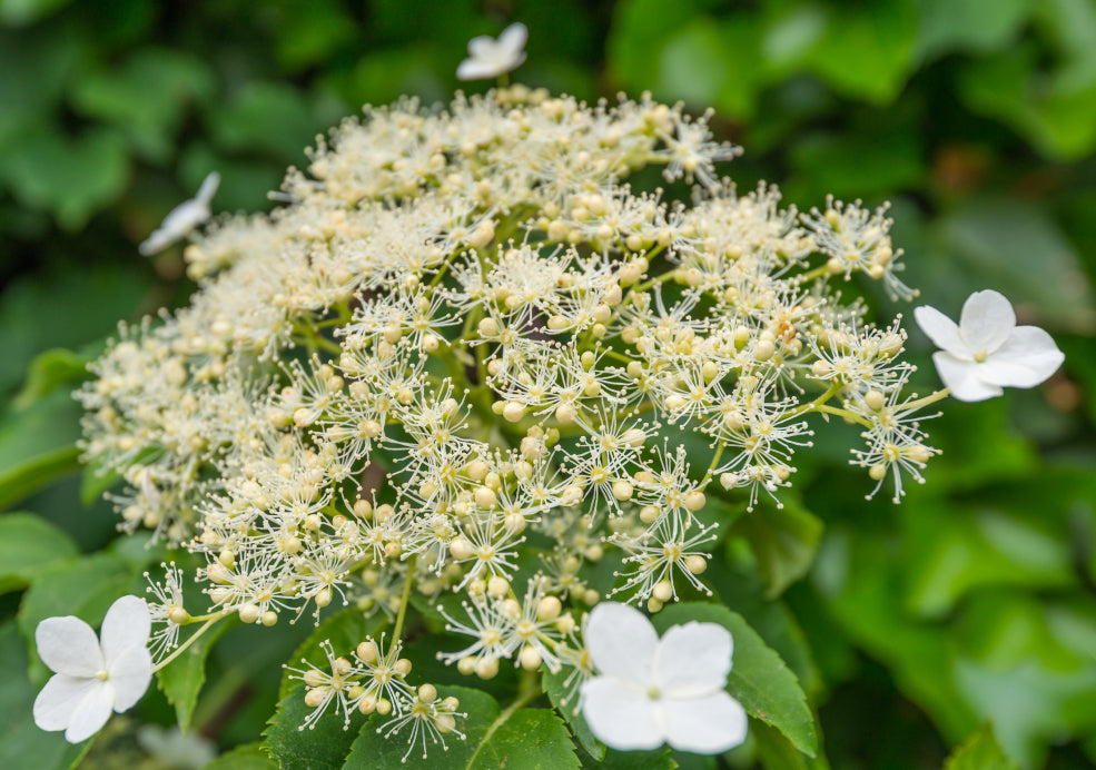 Climbing Hydrangea: A Stunning Addition for Vertical Spaces. Climbing Hydrangea: A Stunning Addition for Vertical Spaces.