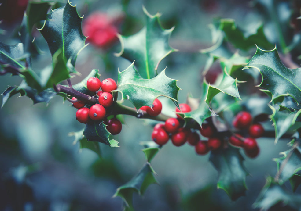 Ilex: The Classic Holly with Year-Round Appeal. Ilex: The Classic Holly with Year-Round Appeal.