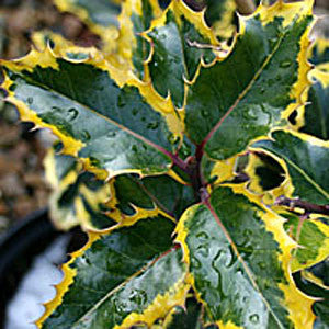 Ilex Madame Briot - Female Holly features variegated leaves with serrated edges, dark green centers, yellow margins, and is adorned with water droplets and clusters of bright-red berries.