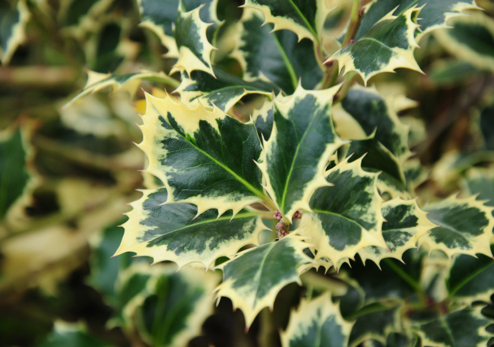 Low-Maintenance and Wonderfully Hardy. Low-Maintenance and Wonderfully Hardy.