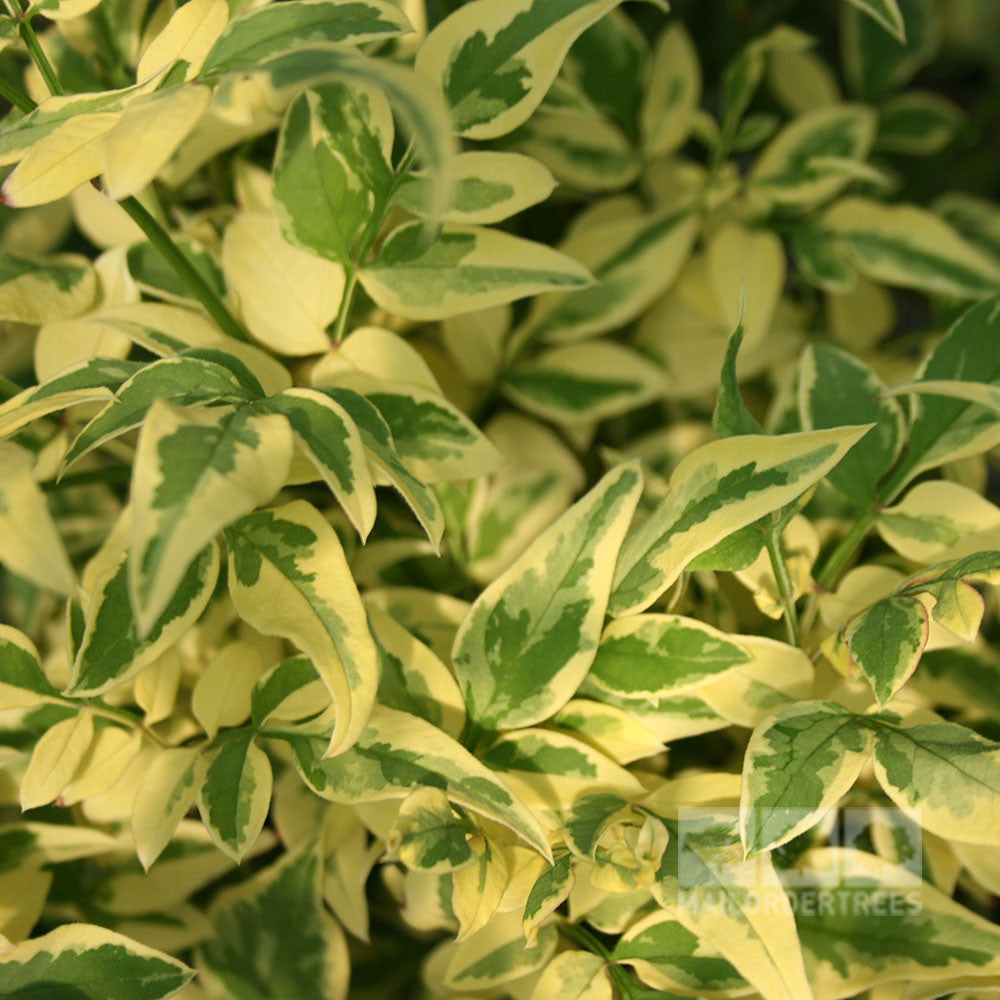 Close-up of densely packed, green and cream pointed leaves, typical of the semi-evergreen climber Jasminum Argenteovariegatum - Variegated Jasmine.