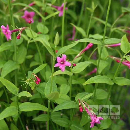 Jasminum Beesianum - Red Jasmine Plant Jasminum Beesianum - Red Jasmine Plant