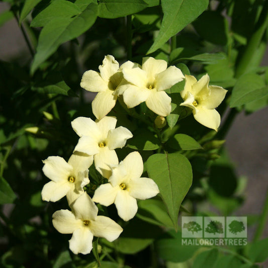 Jasminum Clotted Cream - Jasmine Plant Jasminum Clotted Cream - Jasmine Plant