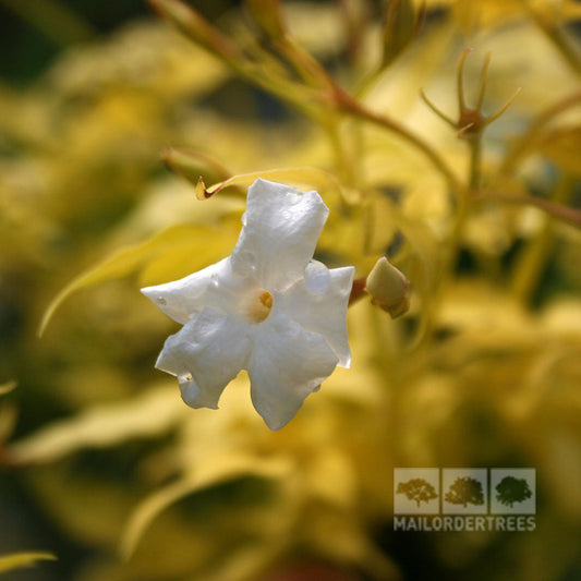 Jasminum Fiona Sunrise - Jasmine Plant Jasminum Fiona Sunrise - Jasmine Plant