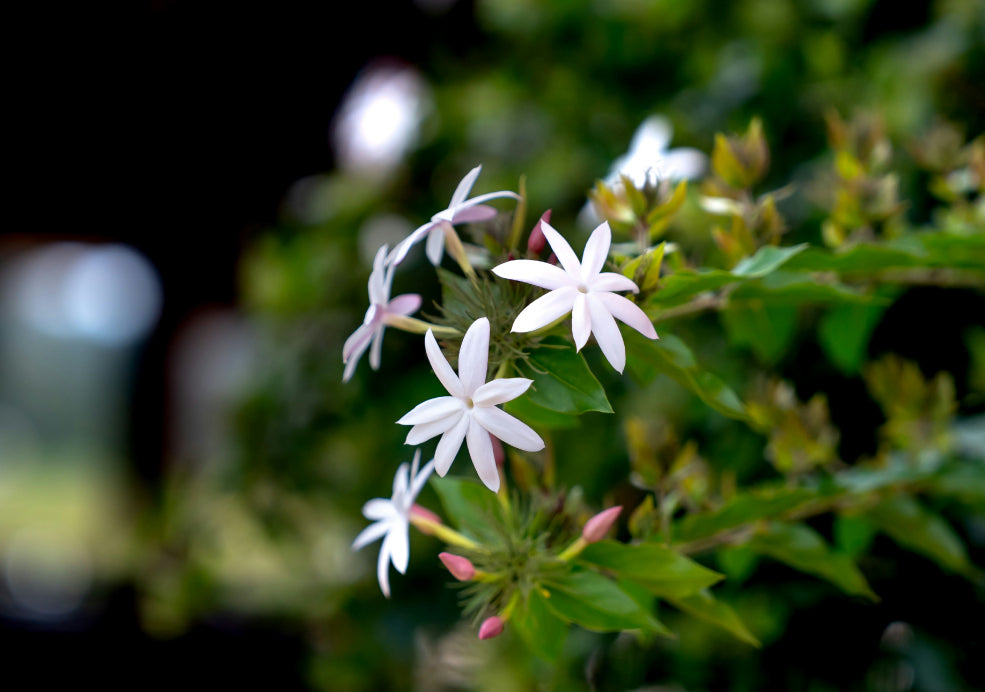 Jasminum: A Fragrant Climber with Delicate Beauty. Jasminum: A Fragrant Climber with Delicate Beauty.