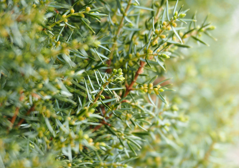 Juniperus: A Versatile Evergreen with Enduring Charm. Juniperus: A Versatile Evergreen with Enduring Charm.