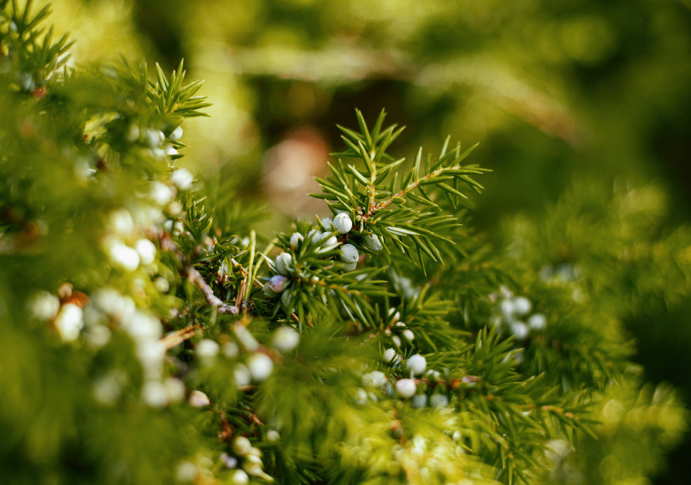 Wildlife-Friendly and Ecologically Valuable. Wildlife-Friendly and Ecologically Valuable.
