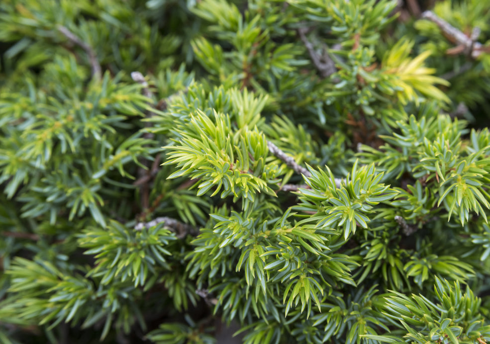 Hardy, Drought-Tolerant, and Low Maintenance. Hardy, Drought-Tolerant, and Low Maintenance.