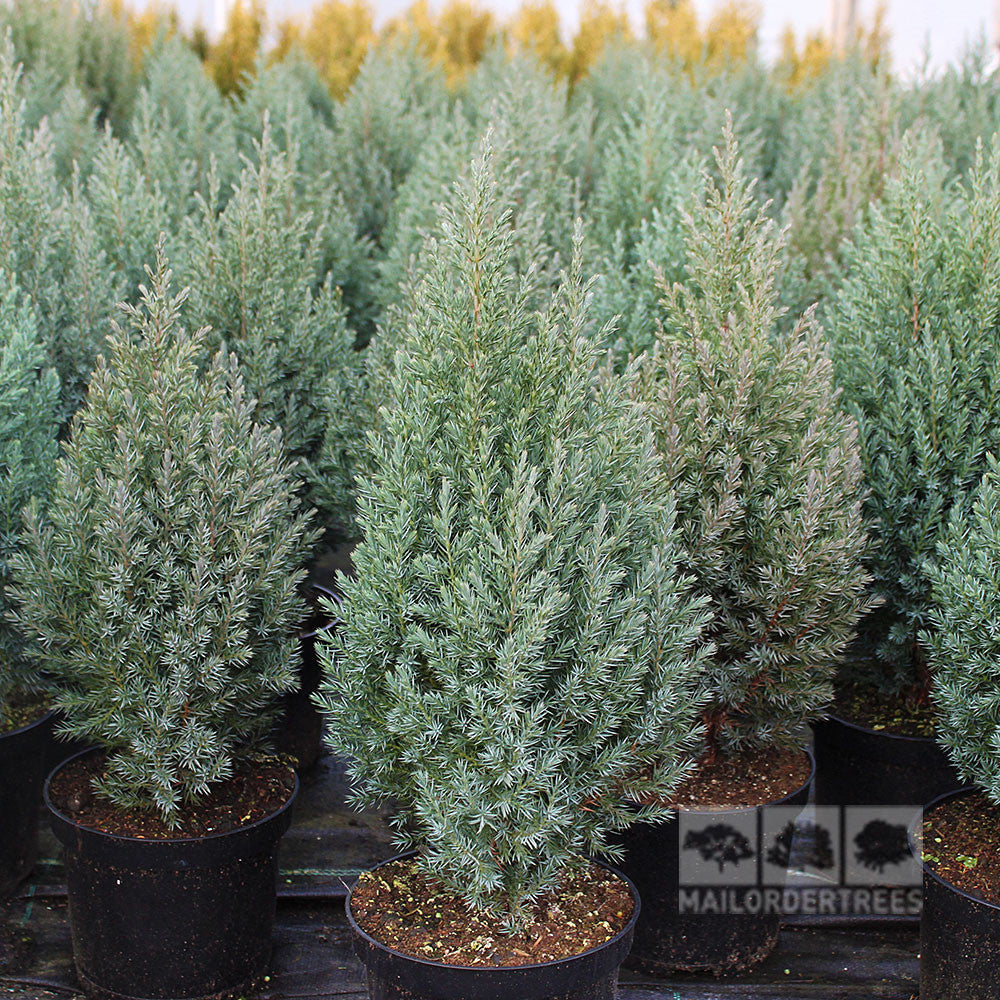 A dense arrangement of potted evergreen shrubs, featuring Juniperus chinensis Pyramidalis - Juniper, is on display at a nursery. Ideal for rock gardens, these plants enhance any landscape with natures artistry.