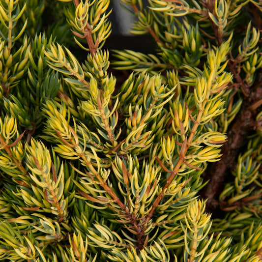 Juniperus communis GoldSchatz - Dwarf Gold Carpet Juniper Juniperus communis GoldSchatz - Dwarf Gold Carpet Juniper