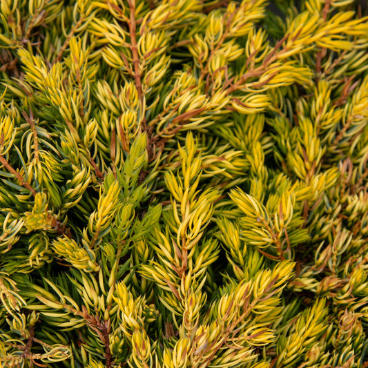 Juniperus communis GoldSchatz - Dwarf Gold Carpet Juniper Juniperus communis GoldSchatz - Dwarf Gold Carpet Juniper