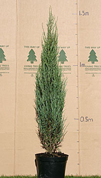 Juniperus scopulorum Blue Arrow - Rocky Mountain Juniper Juniperus scopulorum Blue Arrow - Rocky Mountain Juniper
