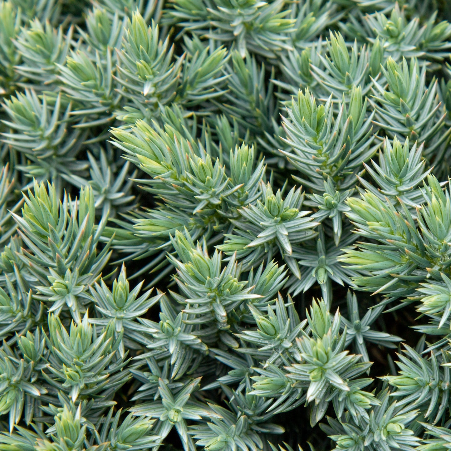 Close-up of the dense, spiky evergreen foliage of Juniperus squamata Blue Star - Flaky juniper, highlighting its vibrant green and blue hues with needle-like leaves in a compact bun shape.