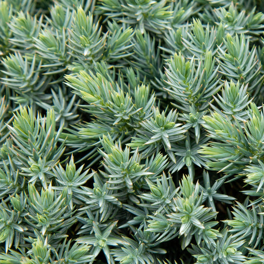 Juniperus squamata Blue Star - Flaky juniper Juniperus squamata Blue Star - Flaky juniper